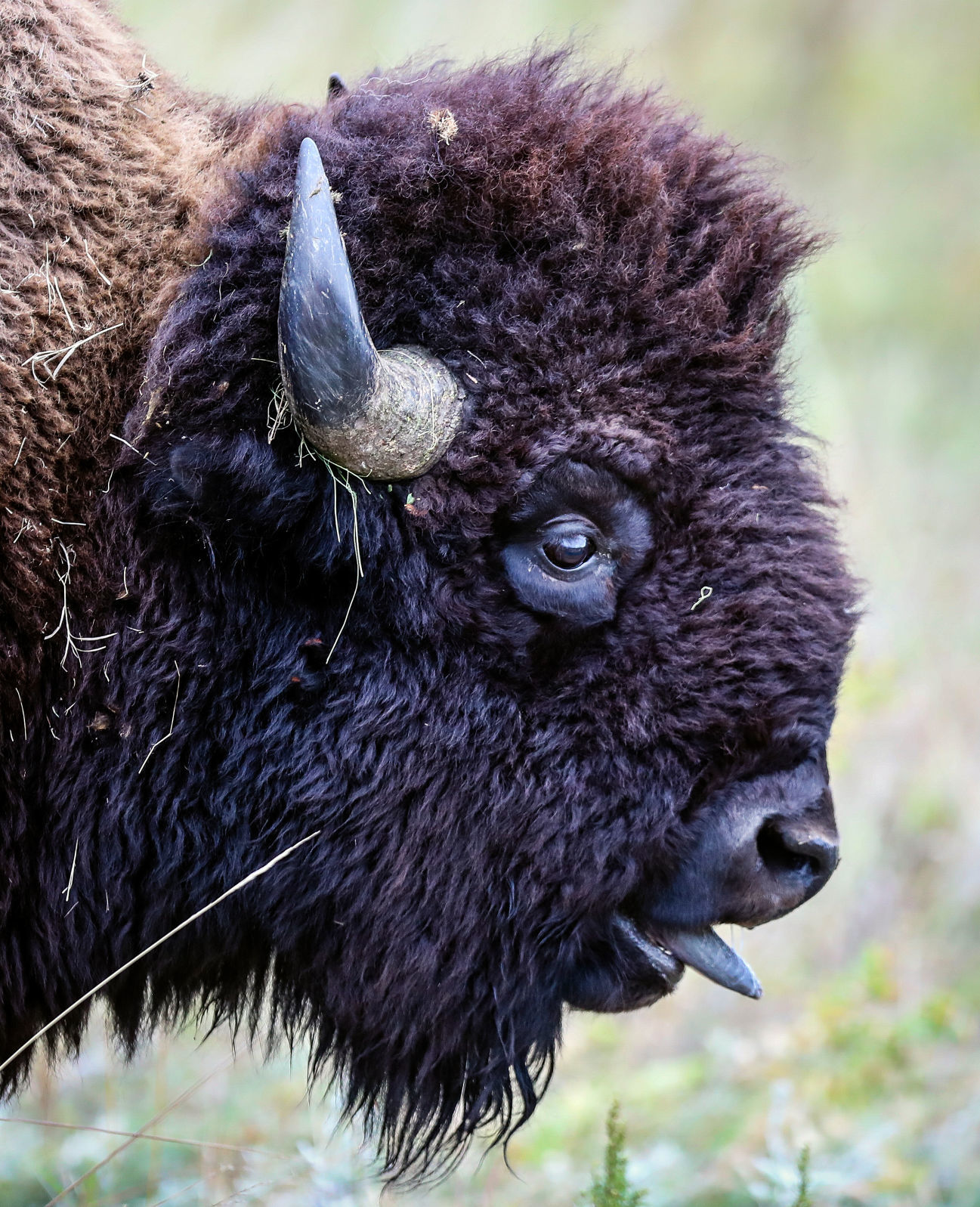 Custer State Park Prepares For Roundup
